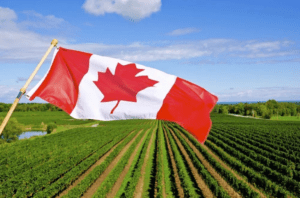加拿大买房移民有哪些条件